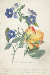 Die österreichische Rose, verschlungener Zweig der beiden getrennten Arten
